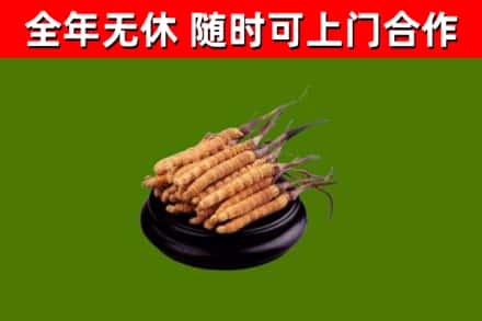 玉树回收散虫草